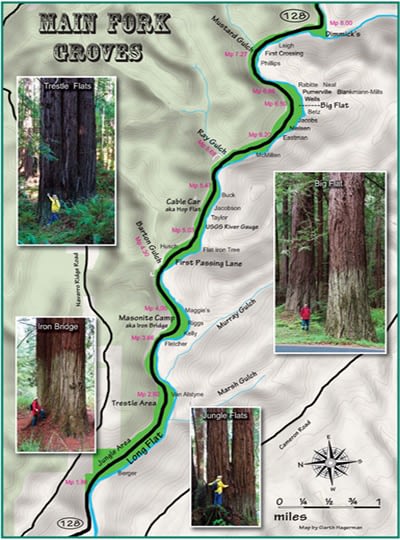 Lost in the Emerald Embrace: Navarro River Redwoods State Park