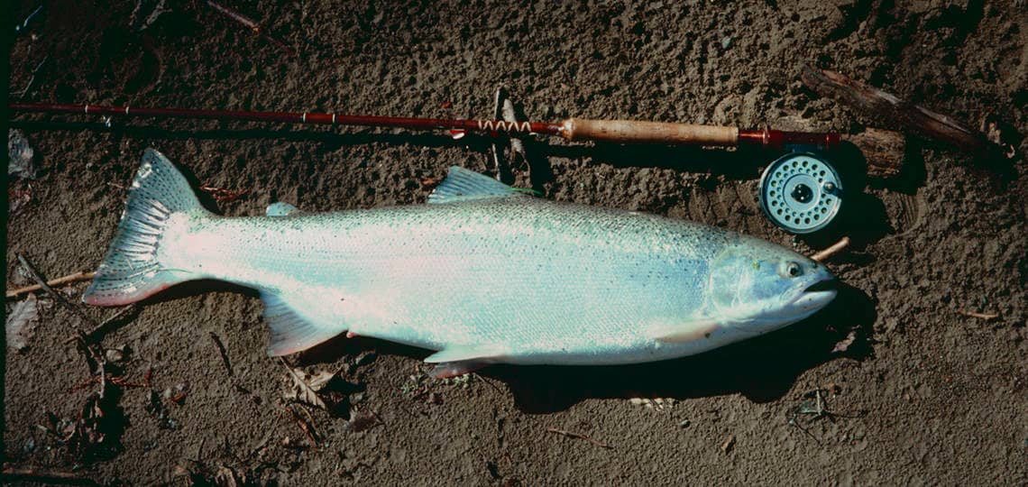 Navarro Steelhead