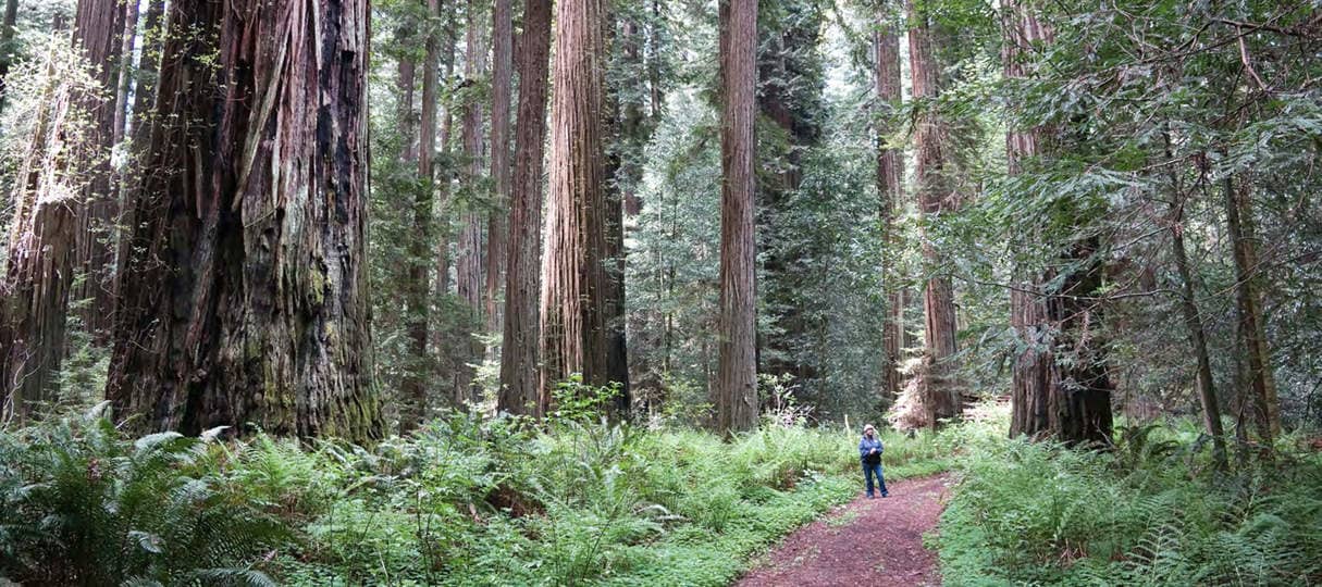 Humboldt Redwoods