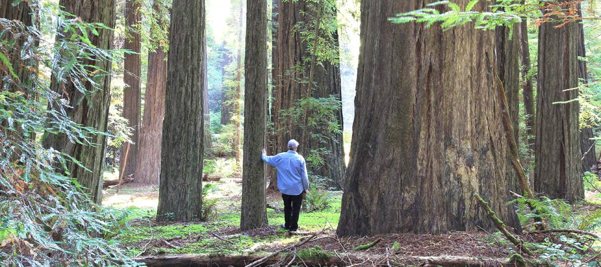 Humboldt Redwoods