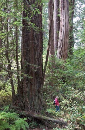 Redwood Grove