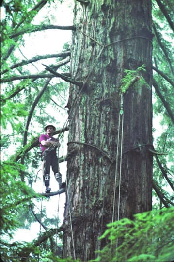 High Climbers and Timber Fallers