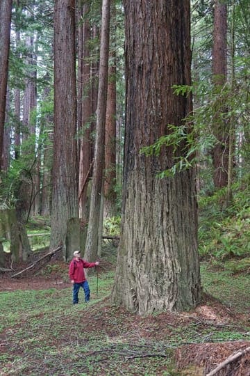 Navarro Redwoods