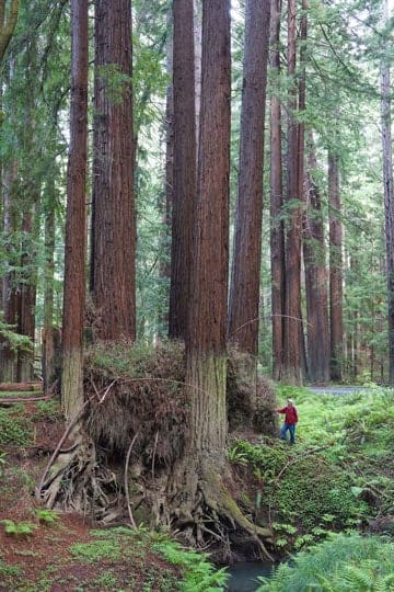 Navarro Redwoods