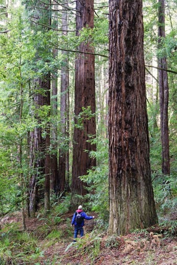 Second-growth Redwood