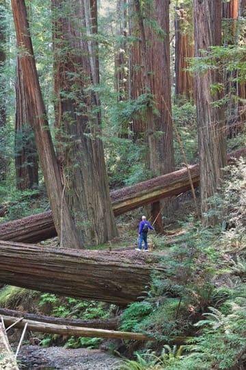 Humboldt Redwoods