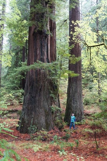 Humboldt Redwoods