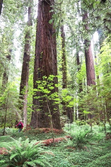 Humboldt Redwoods