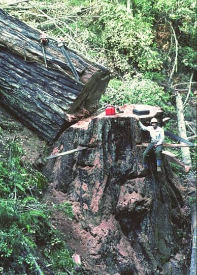 High Climbers and Timber Fallers