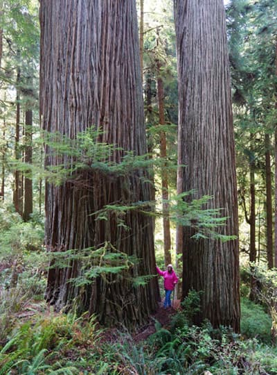 Boy Scout Trail