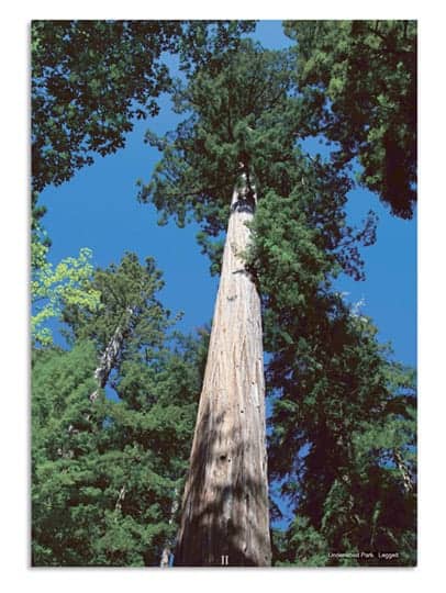Coast Redwood Page 2