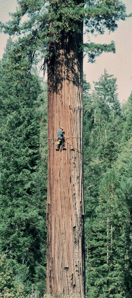 Twin Redwoods