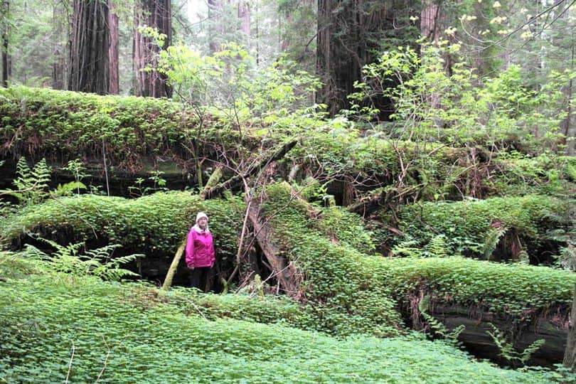 Humboldt Redwoods