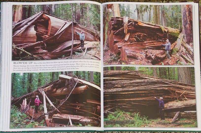 Sierra Redwood