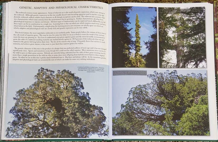 Coast Redwood Pages 140-141